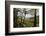 Tree Fern Forest Above the Coast of Abel Tasman NP, New Zealand-James White-Framed Photographic Print