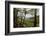 Tree Fern Forest Above the Coast of Abel Tasman NP, New Zealand-James White-Framed Photographic Print