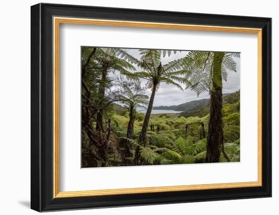 Tree Fern Forest Above the Coast of Abel Tasman NP, New Zealand-James White-Framed Photographic Print