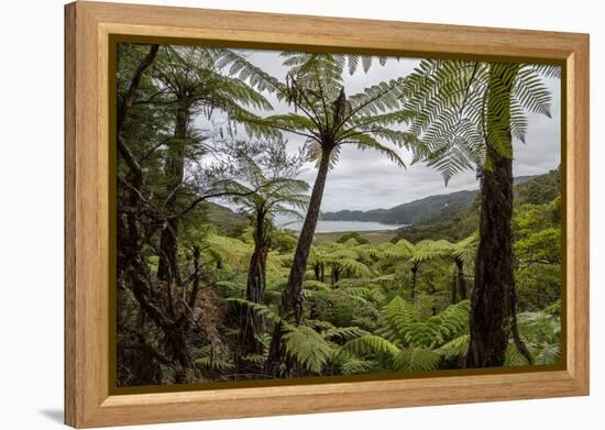 Tree Fern Forest Above the Coast of Abel Tasman NP, New Zealand-James White-Framed Premier Image Canvas