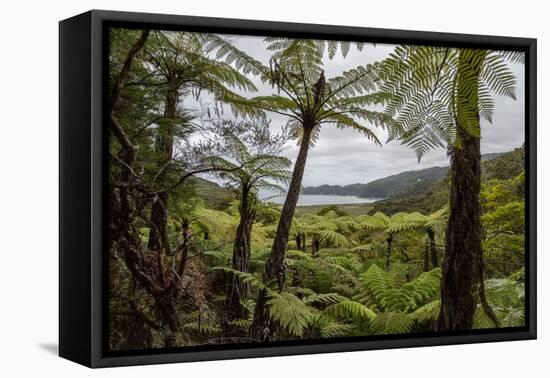 Tree Fern Forest Above the Coast of Abel Tasman NP, New Zealand-James White-Framed Premier Image Canvas