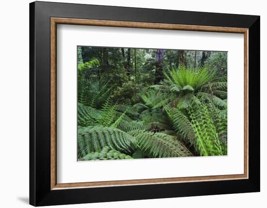 Tree Fern in Melba Gully, Great Otway Np, Victoria, Australia-Martin Zwick-Framed Photographic Print