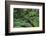 Tree Fern in Melba Gully, Great Otway Np, Victoria, Australia-Martin Zwick-Framed Photographic Print