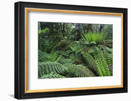 Tree Fern in Melba Gully, Great Otway Np, Victoria, Australia-Martin Zwick-Framed Photographic Print