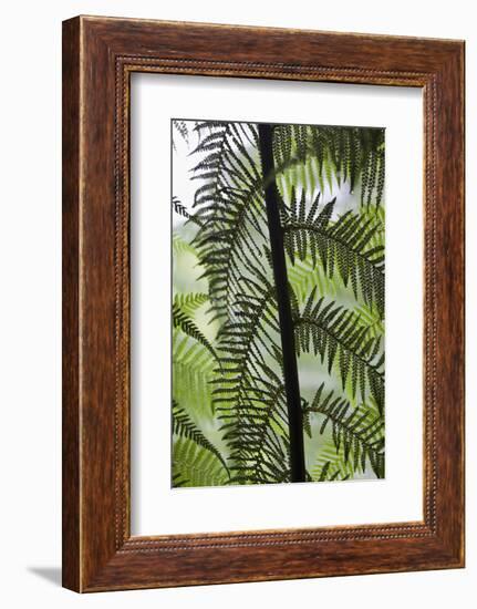 Tree Fern in Melba Gully, Great Otway Np, Victoria, Australia-Martin Zwick-Framed Photographic Print