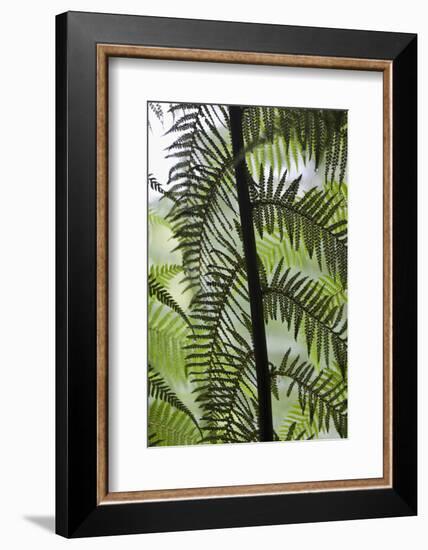 Tree Fern in Melba Gully, Great Otway Np, Victoria, Australia-Martin Zwick-Framed Photographic Print