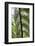 Tree Fern in Melba Gully, Great Otway Np, Victoria, Australia-Martin Zwick-Framed Photographic Print