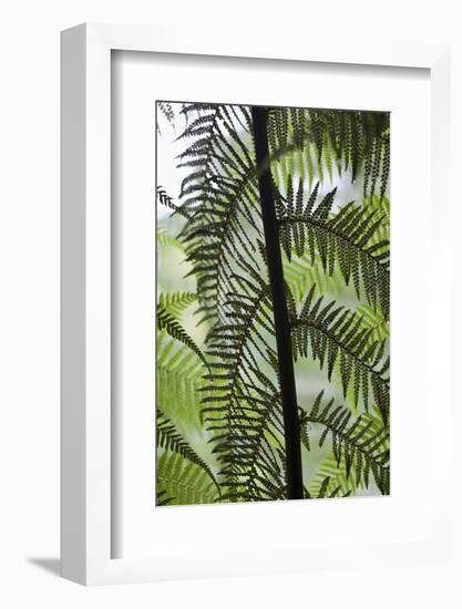 Tree Fern in Melba Gully, Great Otway Np, Victoria, Australia-Martin Zwick-Framed Photographic Print