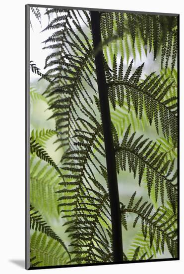 Tree Fern in Melba Gully, Great Otway Np, Victoria, Australia-Martin Zwick-Mounted Photographic Print