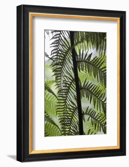 Tree Fern in Melba Gully, Great Otway Np, Victoria, Australia-Martin Zwick-Framed Photographic Print