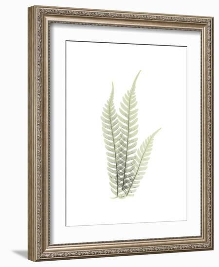 Tree Fern Portrait 1-Albert Koetsier-Framed Premium Giclee Print