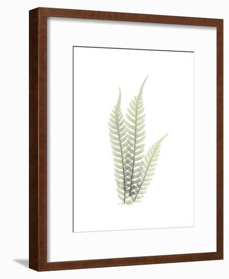 Tree Fern Portrait 1-Albert Koetsier-Framed Premium Giclee Print