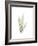 Tree Fern Portrait 1-Albert Koetsier-Framed Premium Giclee Print