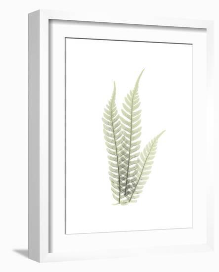 Tree Fern Portrait 1-Albert Koetsier-Framed Premium Giclee Print