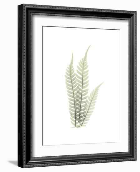 Tree Fern Portrait 1-Albert Koetsier-Framed Premium Giclee Print