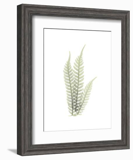 Tree Fern Portrait 1-Albert Koetsier-Framed Premium Giclee Print