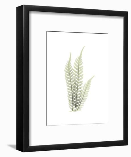 Tree Fern Portrait 1-Albert Koetsier-Framed Premium Giclee Print