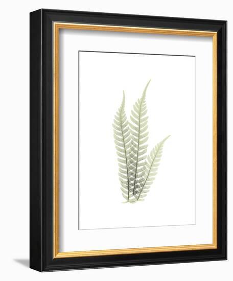 Tree Fern Portrait 1-Albert Koetsier-Framed Premium Giclee Print