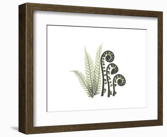 Tree Fern Portrait 2-Albert Koetsier-Framed Premium Giclee Print