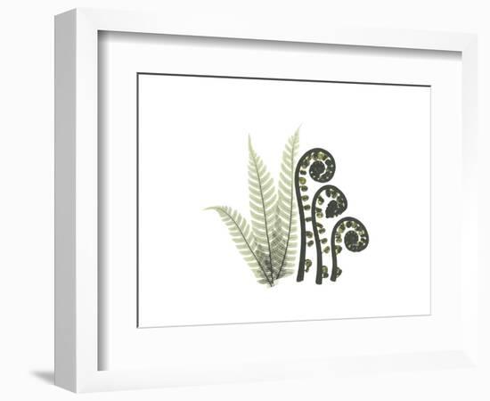 Tree Fern Portrait 2-Albert Koetsier-Framed Premium Giclee Print