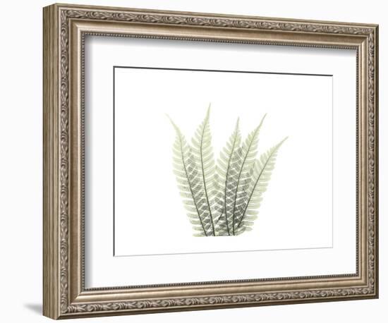 Tree Fern Portrait 3-Albert Koetsier-Framed Premium Giclee Print