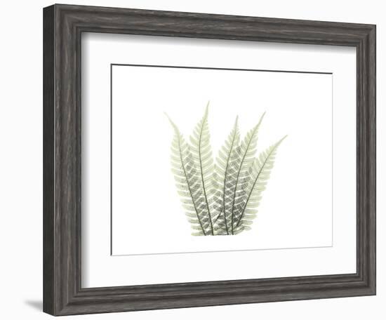 Tree Fern Portrait 3-Albert Koetsier-Framed Premium Giclee Print