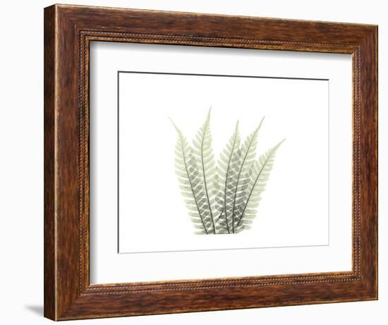 Tree Fern Portrait 3-Albert Koetsier-Framed Premium Giclee Print