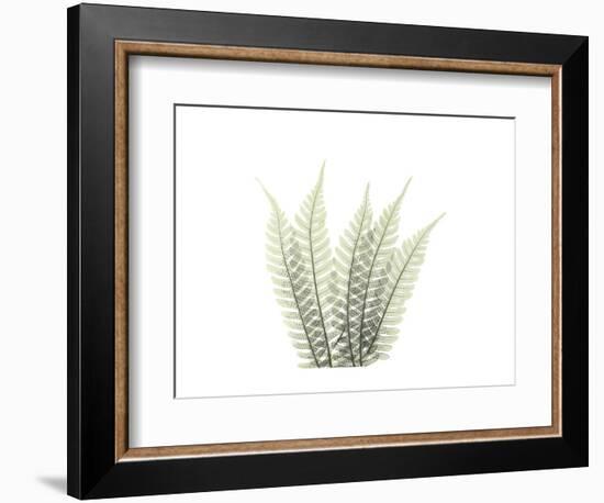 Tree Fern Portrait 3-Albert Koetsier-Framed Premium Giclee Print