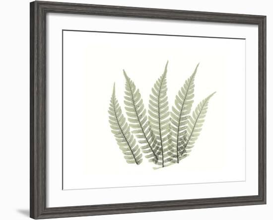 Tree Fern Portrait 4-Albert Koetsier-Framed Premium Giclee Print