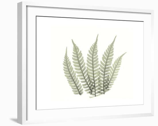 Tree Fern Portrait 4-Albert Koetsier-Framed Premium Giclee Print