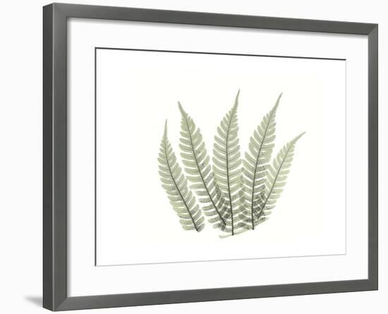 Tree Fern Portrait 4-Albert Koetsier-Framed Premium Giclee Print