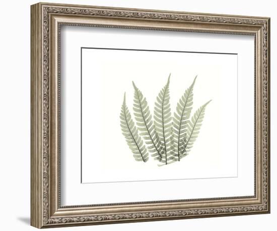 Tree Fern Portrait 4-Albert Koetsier-Framed Premium Giclee Print