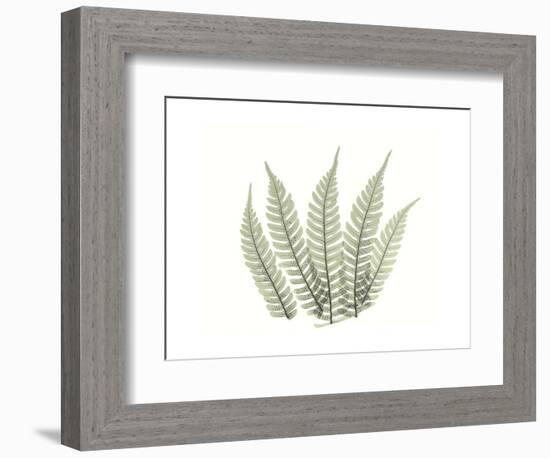 Tree Fern Portrait 4-Albert Koetsier-Framed Premium Giclee Print