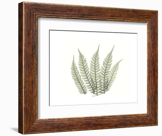 Tree Fern Portrait 4-Albert Koetsier-Framed Premium Giclee Print