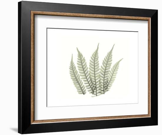 Tree Fern Portrait 4-Albert Koetsier-Framed Premium Giclee Print