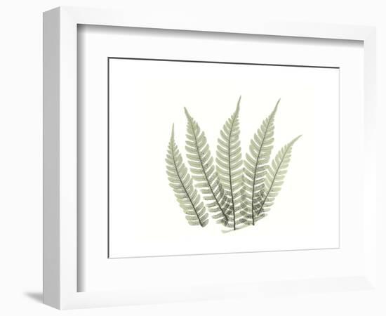 Tree Fern Portrait 4-Albert Koetsier-Framed Premium Giclee Print