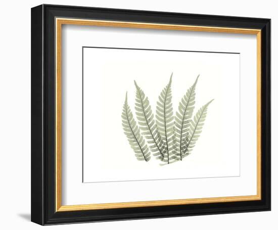 Tree Fern Portrait 4-Albert Koetsier-Framed Premium Giclee Print