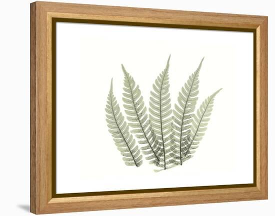 Tree Fern Portrait 4-Albert Koetsier-Framed Stretched Canvas