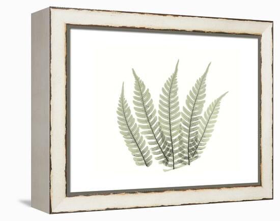 Tree Fern Portrait 4-Albert Koetsier-Framed Stretched Canvas