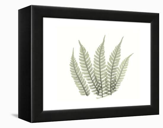 Tree Fern Portrait 4-Albert Koetsier-Framed Stretched Canvas