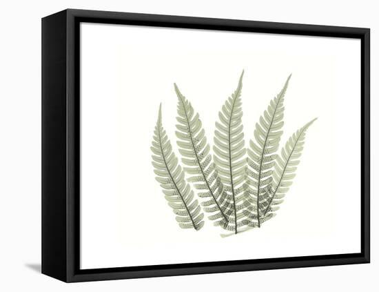 Tree Fern Portrait 4-Albert Koetsier-Framed Stretched Canvas