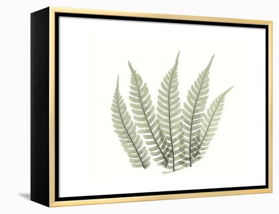 Tree Fern Portrait 4-Albert Koetsier-Framed Stretched Canvas