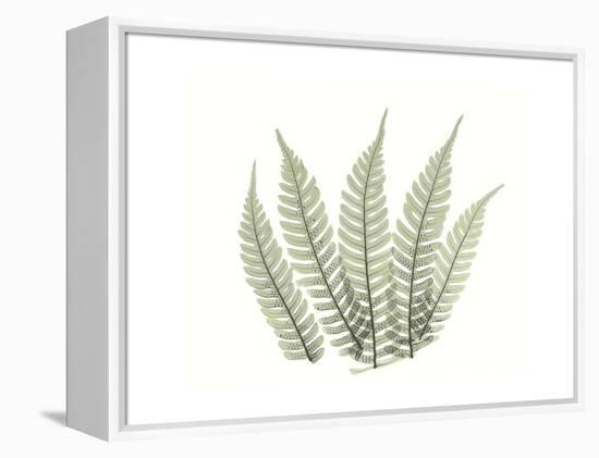 Tree Fern Portrait 4-Albert Koetsier-Framed Stretched Canvas