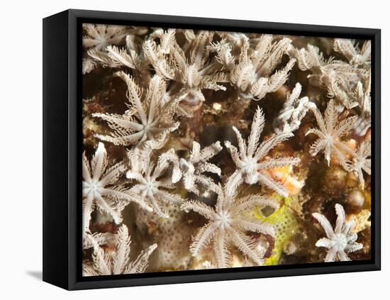 Tree Fern Soft Coral (Clavularia Sp.), Sulawesi, Indonesia, Southeast Asia, Asia-Lisa Collins-Framed Premier Image Canvas