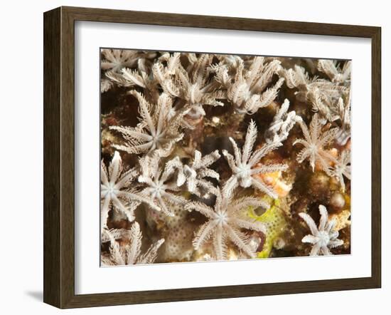 Tree Fern Soft Coral (Clavularia Sp.), Sulawesi, Indonesia, Southeast Asia, Asia-Lisa Collins-Framed Photographic Print