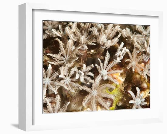 Tree Fern Soft Coral (Clavularia Sp.), Sulawesi, Indonesia, Southeast Asia, Asia-Lisa Collins-Framed Photographic Print