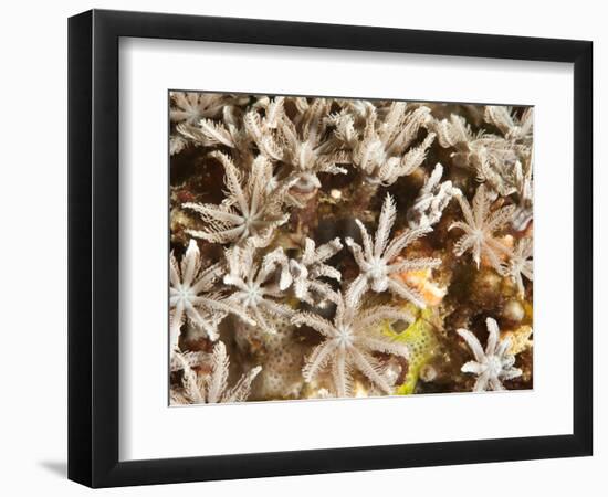 Tree Fern Soft Coral (Clavularia Sp.), Sulawesi, Indonesia, Southeast Asia, Asia-Lisa Collins-Framed Photographic Print