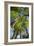 Tree Fern-Bjorn Svensson-Framed Photographic Print