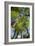 Tree Fern-Bjorn Svensson-Framed Photographic Print