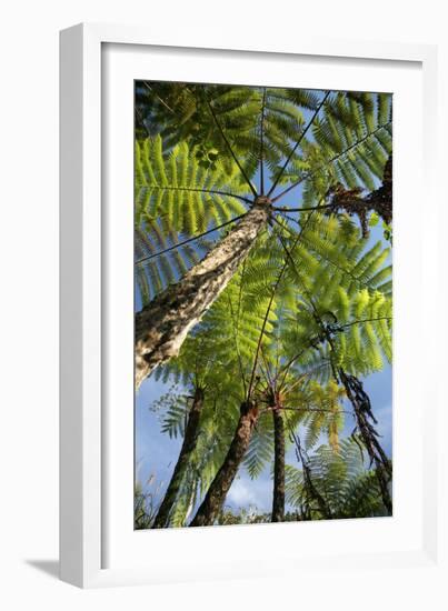 Tree Fern-Bjorn Svensson-Framed Photographic Print